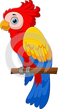 Cute parrot cartoon pose