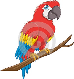 cute parrot cartoon on white background