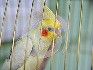 Cute Parrot Cockatiel Nymphicus Bird in Golden Cage