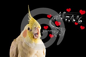 Cute Parrot Memes, Cockatiel Portrait Singing with hearts and music notes, meme, props