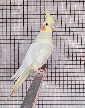 A cute Parrot sitting alone in cage