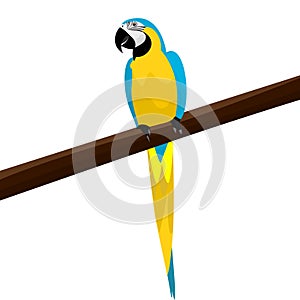 A cute parrot sitting on a branch of a tree vector illustration