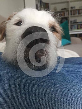 Cute Parson Russell Terrier dog. Dog resting on persons leg