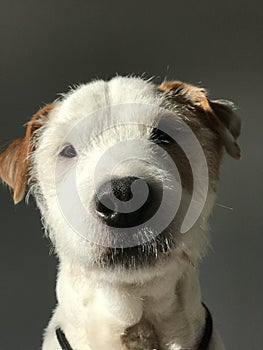 Cute Parson Russell Terrier dog. Face of a dog