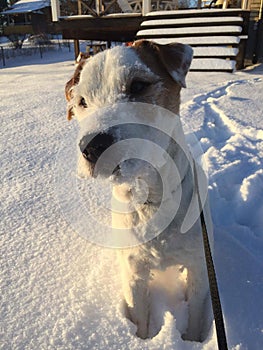 Cute Parson Russell Terrier dog. Posing in the snow