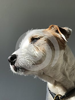 Cute Parson Russell Terrier dog. Side shot