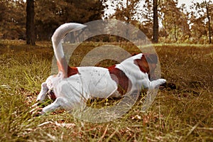 Cute Parson Russell Terrier lies on the grass and nibbles at stick. Jack Russell with his tail sticking up. The dog lies