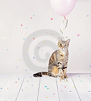 Cute party cat with pink balloon and confetti