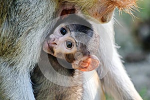 Cute Patas Monkey Baby holding her Mom