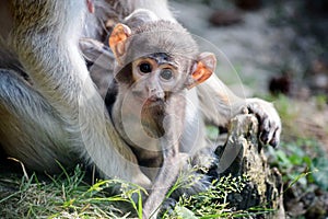 Cute Patas Monkey Baby holding her Mom