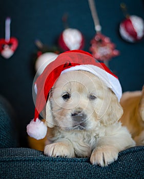 Cute pedigree xmas puppy. Loving christmas