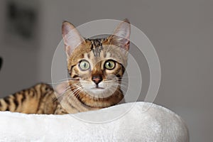 Cute pedigreed Bengal cat