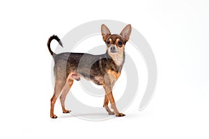 Cute pedigreed russian toy-terrier.