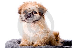 Cute pekingese dog