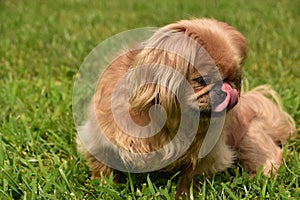 Cute Pekingese Dog Licking the Tip of Her Nose