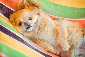 Nice pekingese dor rest at nature, pet lifestyle