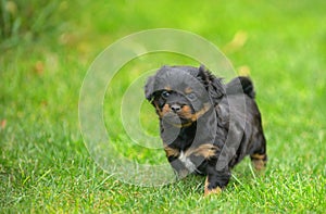 Cute pekingese puppy dog