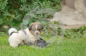 Cute pekingese puppy dogs