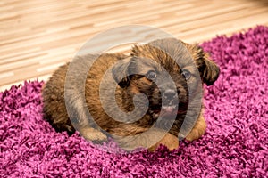Cute Pekingese puppy lie down on red carpet