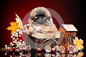 Cute pekingese puppy in wicker basket. Baby animal autumn theme