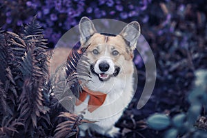 Cute pembroke corgi dog puppy walks in the autumn garden among lilac flowers