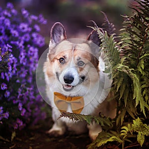 Cute pembroke corgi dog puppy walks in the autumn garden among lilac flowers