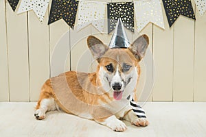 Cute pembroke corgi wearing birthday hat and festive cupcake