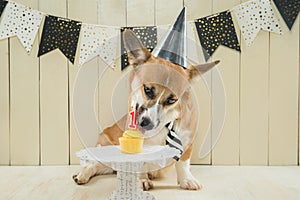 Cute pembroke corgi wearing birthday hat and festive cupcake