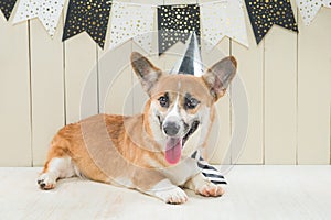 Cute pembroke corgi wearing birthday hat and festive cupcake