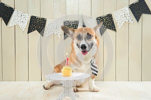 Cute pembroke corgi wearing birthday hat and festive cupcake