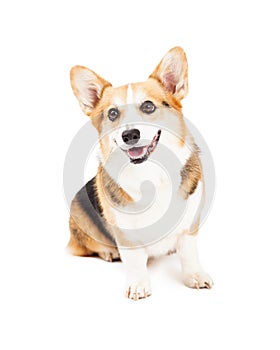 Cute Pembroke Welsh Corgi Dog Sitting