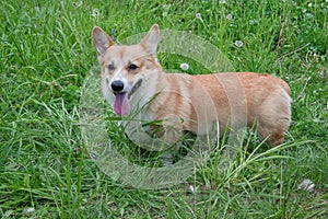 Cute pembroke welsh corgi puppy is standing in a green grass. Pet animals.