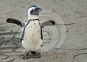 Cute penguin