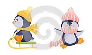 Cute Penguin Arctic Animal in Hat and Scarf Sledging Vector Set