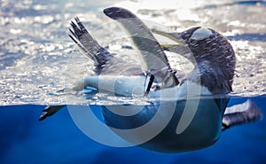 Cute penguin having fun in water