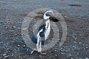 Cute penguin in Magdalena Island