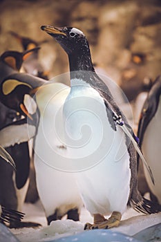 Cute penguin in the zoo