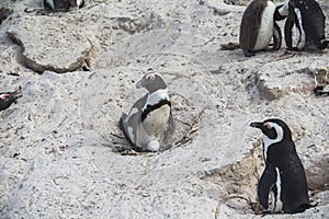 Cute penguins together on Boulders beach, Cape Town