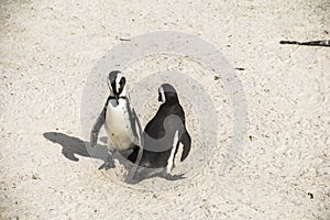 Cute penguins together on Boulders beach, Cape Town