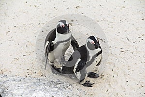 Cute penguins together on Boulders beach, Cape Town