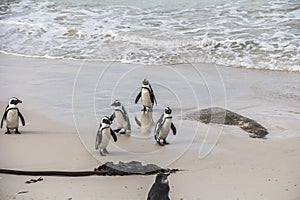 Cute penguins together on Boulders beach, Cape Town