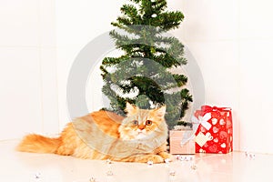 Cute persian cat and christmas tree
