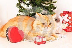 Cute persian cat and christmas tree