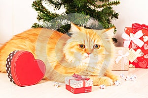 Cute persian cat and christmas tree