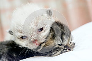 Cute Persian cat kitten on the bed