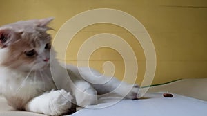 Cute Persian cat playing with toys in the room, cat active and agile movements. Long fur cat