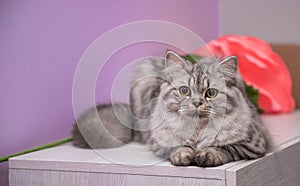 Cute Persian cat sitting on the dresser