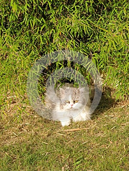 Cute Persian cat under the Bamboos tree photo