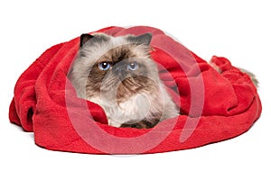 Cute persian colourpoint cat is lying covered with a red blanket