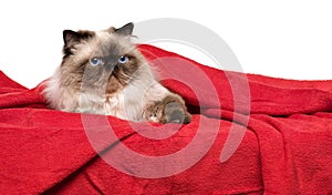 Cute persian colourpoint cat is lying on a soft red blanket